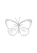 Butterfly Line Art | Crie seu próprio pôster