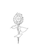 Sunflower Line Art | Crie seu próprio pôster