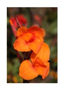Bright Orange Flowers | Crie seu próprio pôster