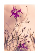 Purple Flowers Close-Up | Crie seu próprio pôster