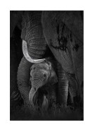 Newborn Elephant With Mother | Crie seu próprio pôster