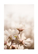 Magnolia Flowers In Spring | Crie seu próprio pôster