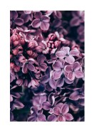 Purple Lilac Bloom | Crie seu próprio pôster