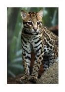 Wildcat In Nature | Crie seu próprio pôster