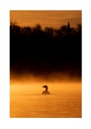 Duck In Morning Light | Crie seu próprio pôster