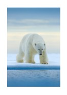 Polar Bear In The Wild | Crie seu próprio pôster