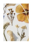 Dried Flowers Collection | Crie seu próprio pôster